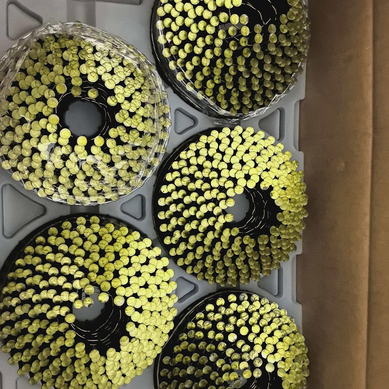 Close up of Several Black Circular Bases Densely Filled with Tiny Yellow green Plantlets Arranged in Rings Likely Propagation Sprout Coils in a Tray